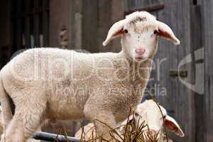 Lamm, Lamb