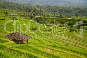 Reisterrassen von Jatiluwih, Bali