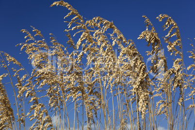 Wild Grasses With Blue Sky Background