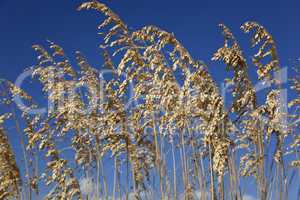Wild Grasses With Blue Sky Background