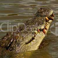 crocodile mouth