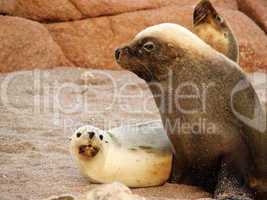 Seals at Point Labatt