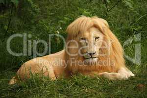 Afrikanischer Löwe sitzend im Gras