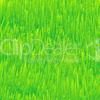 fresh grass texture