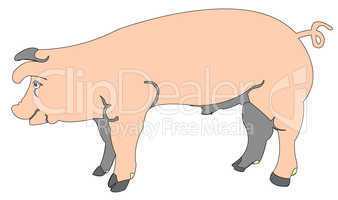 cartoon of a pig