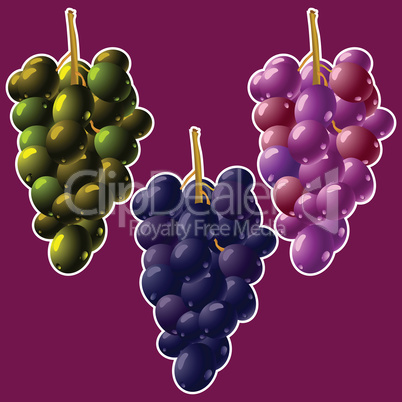 grapes clusters