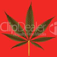 cannabis leaf against orange background