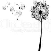 dandelion against white