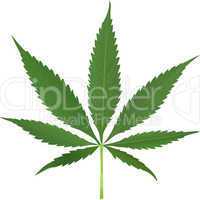 cannabis leaf vector