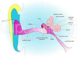 ear anatomy