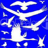 white birds silhouettes over blue