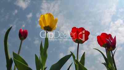 Tulpen mit Himmel - Tulips and Sky