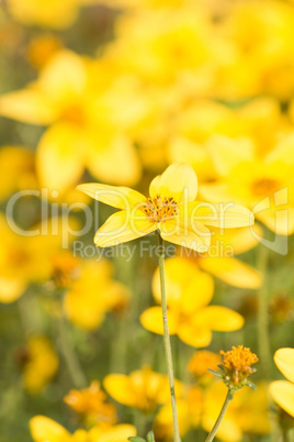 Hintergrund - Gelbe Blumenwiese