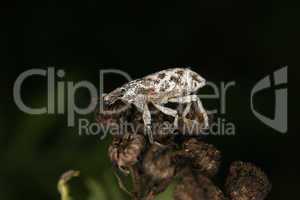 Rüsselkäfer / Weevil (Curculio)