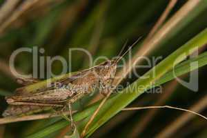 Feldgrashüpfer (Chorthippus apricarius) / Field grasshopper (Ch