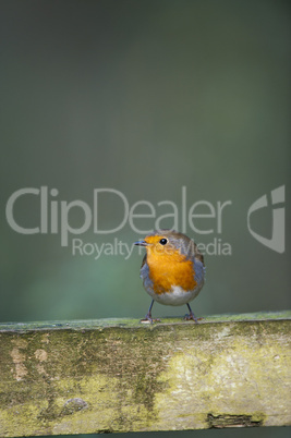 Robin (Erithacus rubecula)