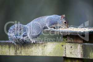 Grey Squirrel (Sciurus carolinensis)