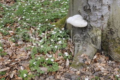 Baumpilz und Buschwindröschen