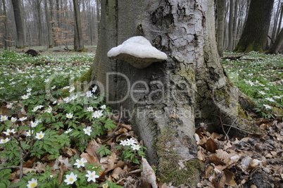 Baumpilz und Buschwindröschen