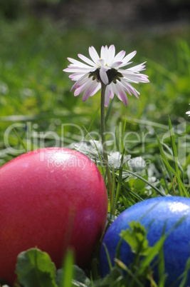 Ostereier und Gänseblümchen