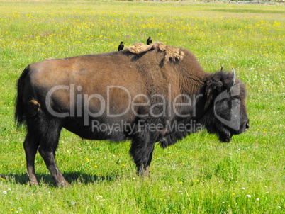 Büffel im Yellowstone Park