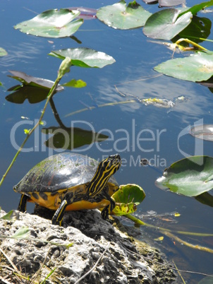 Schildkröte in den Everglades