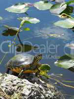 Schildkröte in den Everglades