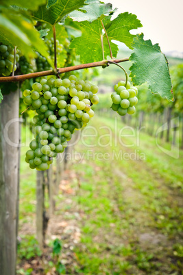 Vine in Austria