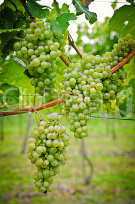 Bunch of Wine Grapes