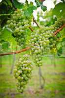 Bunch of Wine Grapes