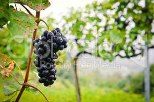 Red Wine Grape