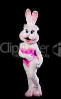 bunny girl mascot costume confused
