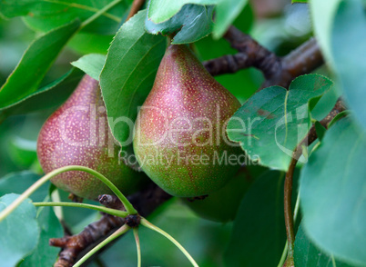 Pears