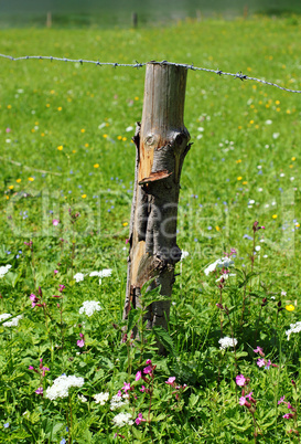 Holzpfahl mit Wiese im Sommer - Summer Meadow