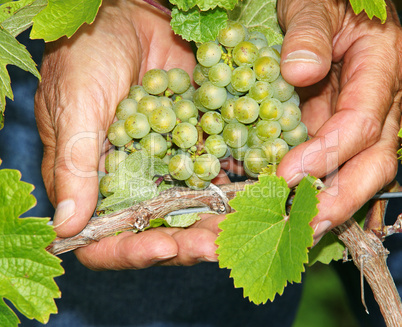 Weintrauben in der Hand - Vine Grapes
