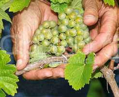 Weintrauben in der Hand - Vine Grapes
