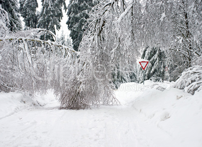 Winter Wald Straße - Winter Forest Street
