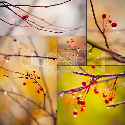 autumn branches under rain