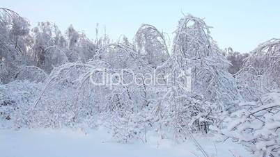 Winter forest