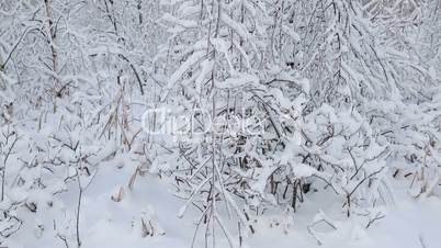 Winter forest