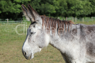 Portrait of a donkey