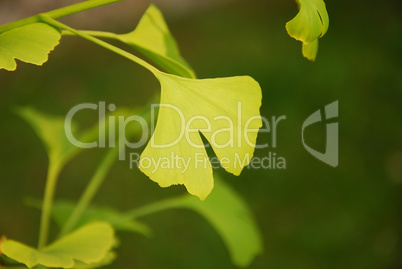 Ginkgo biloba