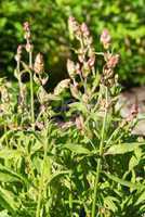 Salvia officinalis - Salbei