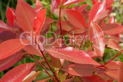 Photinia fraseri - Glanzmispel