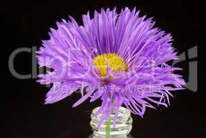 Aster