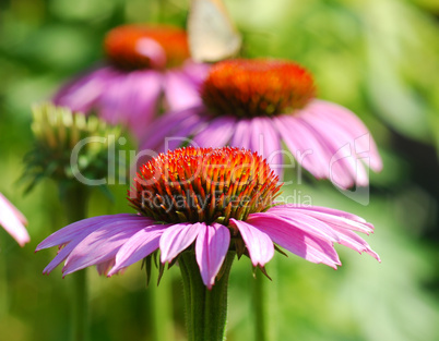 Echinacea purpurea