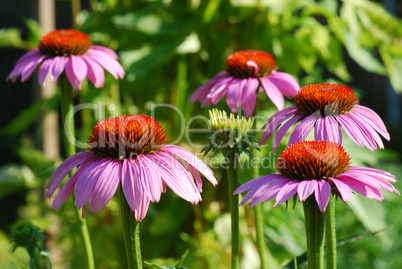 Echinacea purpurea