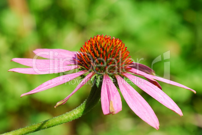 Echinacea purpurea