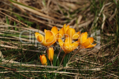 Krokus-crocus albiflorus orange