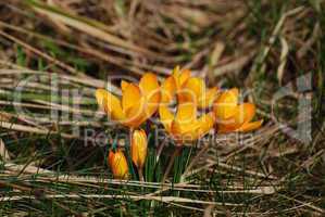 Krokus-crocus albiflorus orange